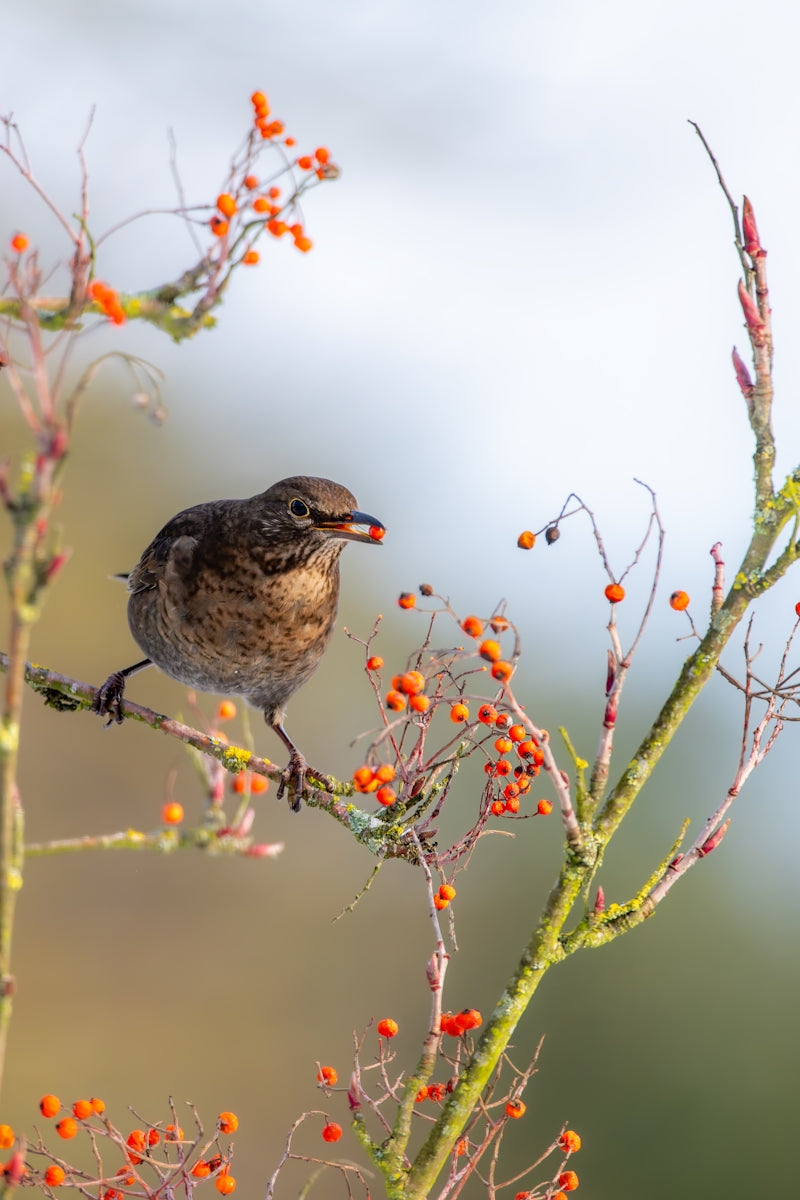 A small bird eating berries from a branch