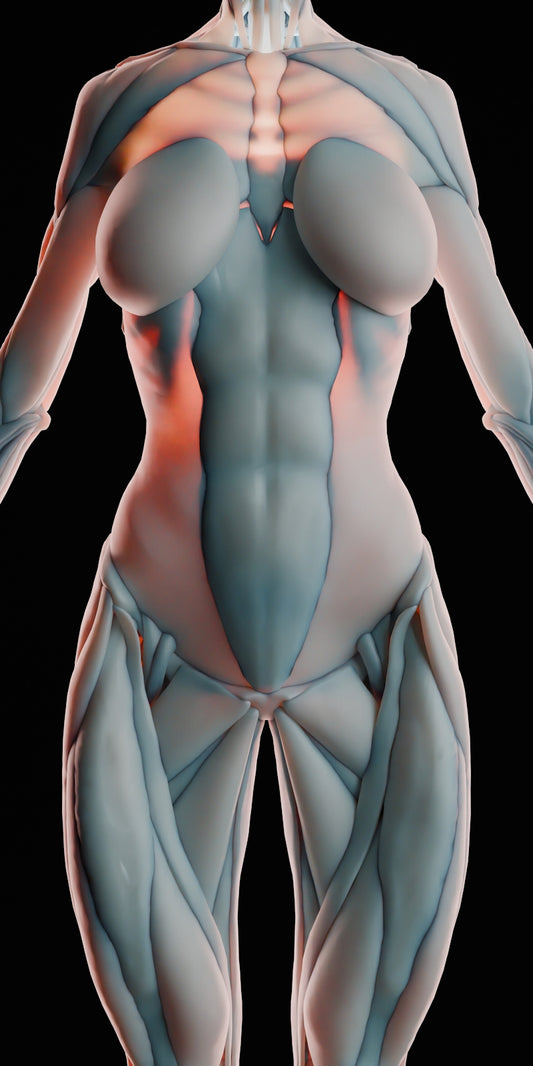 Anatomical model of female muscular system